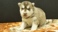 シベリアンハスキー子犬の写真No.202608215正面8月9日現在