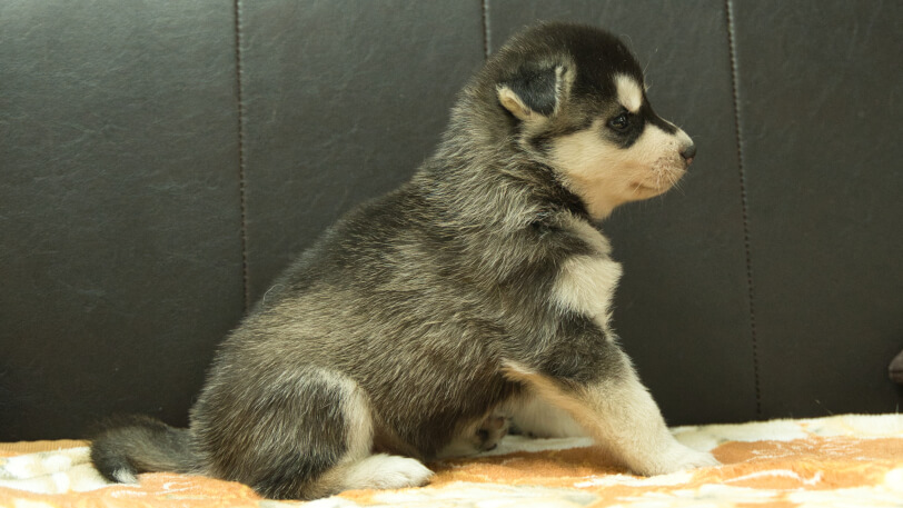 シベリアンハスキー子犬の写真No.202608211右側面8月19日現在