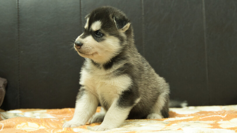 シベリアンハスキー子犬の写真No.202608211-4 8月19日現在