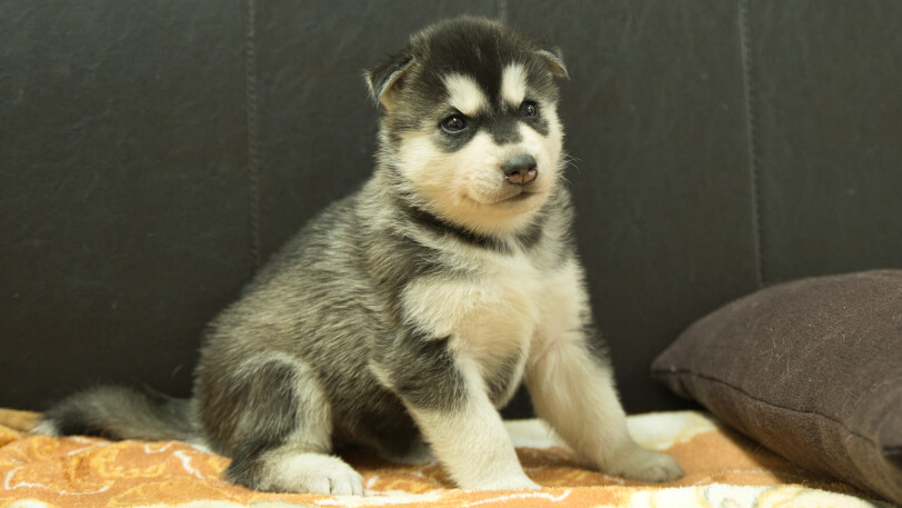 シベリアンハスキー子犬の写真No.202608211-5 8月19日現在
