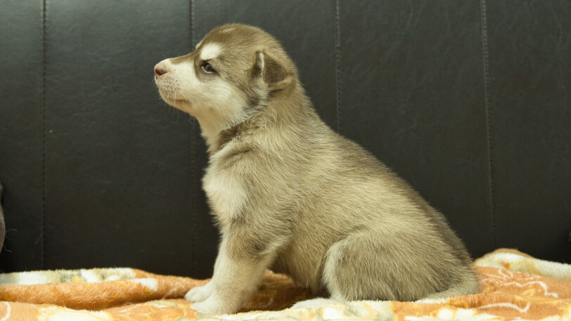 シベリアンハスキー子犬の写真No.202608215左側面8月19日現在
