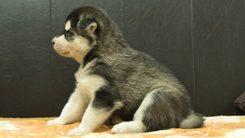 シベリアンハスキー子犬の写真No.202608211左側面8月19日現在