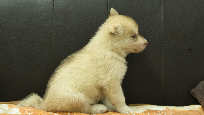 シベリアンハスキー子犬の写真No.202608213右側面8月19日現在