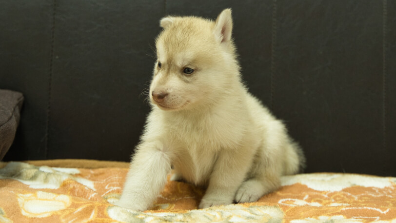 シベリアンハスキー子犬の写真No.202608213-4 8月19日現在