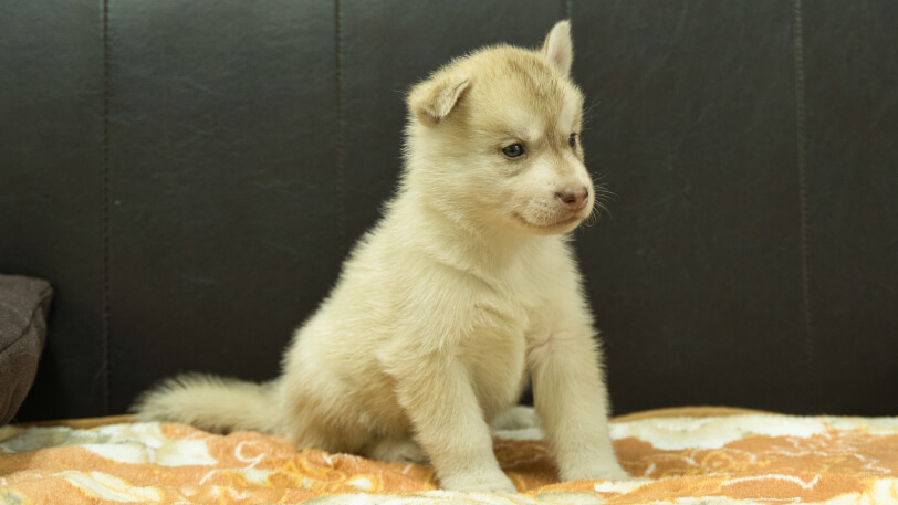 シベリアンハスキー子犬の写真No.202608213-5 8月19日現在