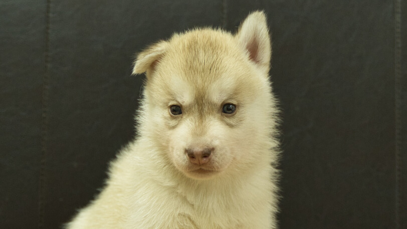 シベリアンハスキー子犬の写真No.202608213正面8月19日現在