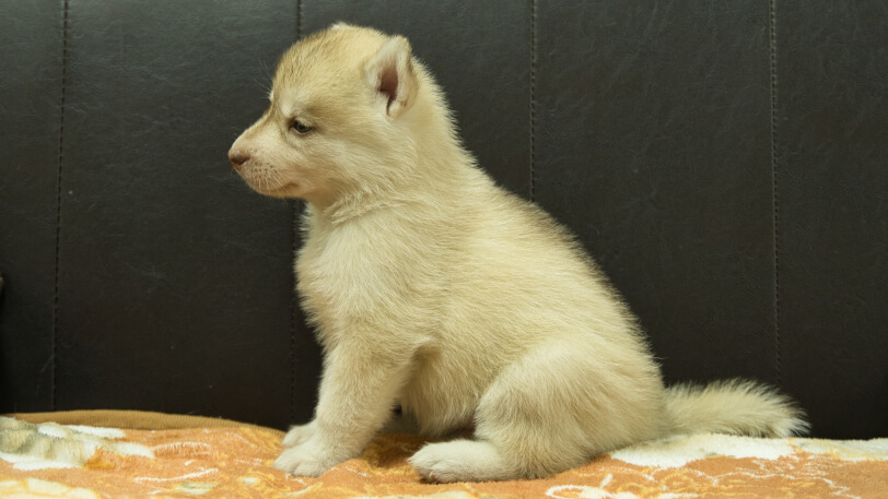シベリアンハスキー子犬の写真No.202608213左側面8月19日現在