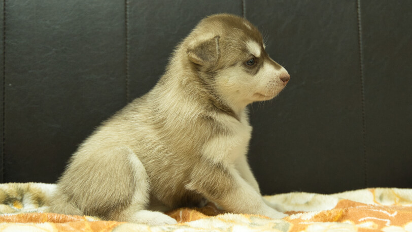 シベリアンハスキー子犬の写真No.202608215右側面8月19日現在