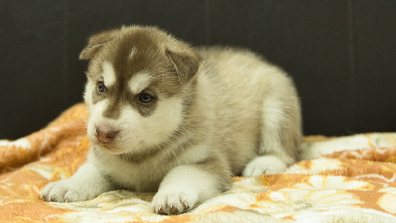 シベリアンハスキー子犬の写真No.202608215-4 8月19日現在
