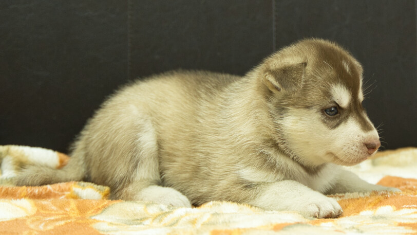 シベリアンハスキー子犬の写真No.202608215-5 8月19日現在