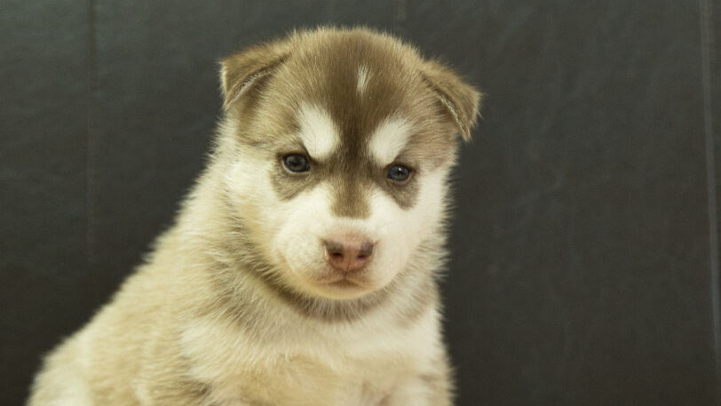 シベリアンハスキー子犬の写真No.202608215正面8月19日現在