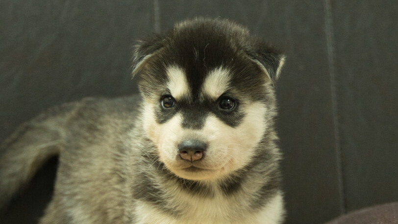 シベリアンハスキー子犬の写真No.202608211正面8月19日現在