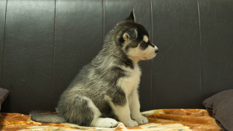 シベリアンハスキー子犬の写真No.202608211右側面8月28日現在