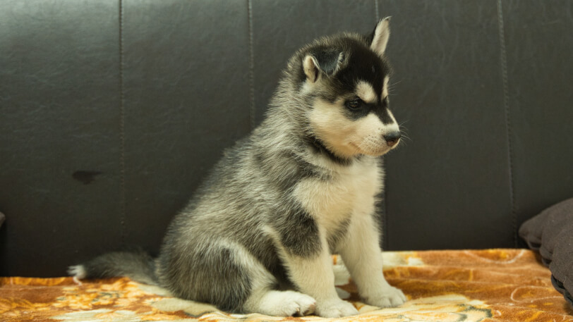 シベリアンハスキー子犬の写真No.202608211-5 8月28日現在