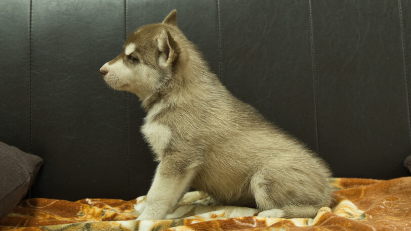 シベリアンハスキー子犬の写真No.202608215左側面8月28日現在