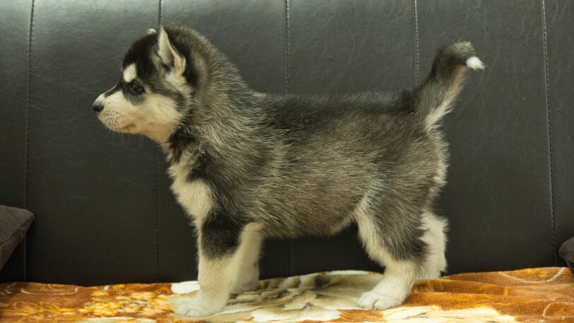 シベリアンハスキー子犬の写真No.202608211左側面8月28日現在
