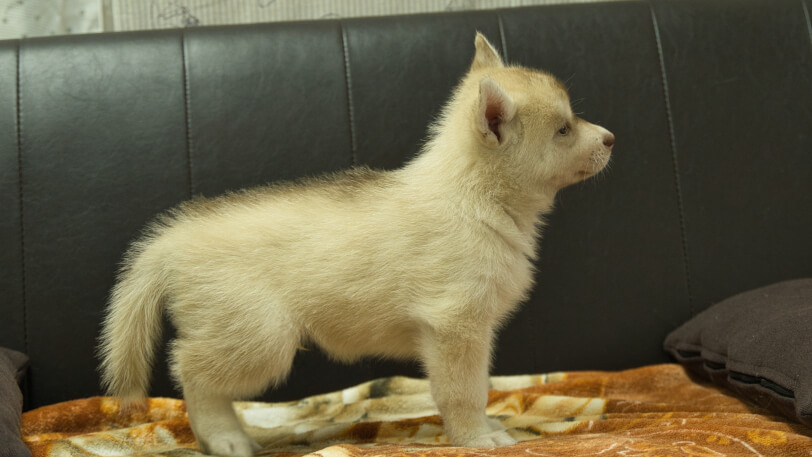 シベリアンハスキー子犬の写真No.202608213右側面8月28日現在