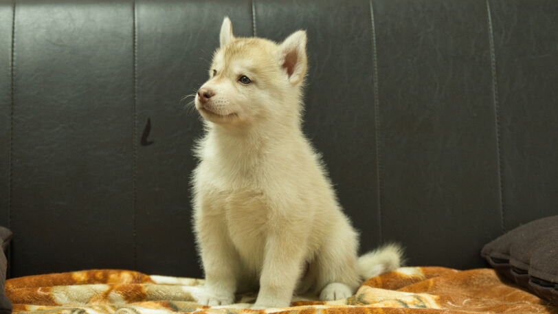 シベリアンハスキー子犬の写真No.202608213-4 8月28日現在