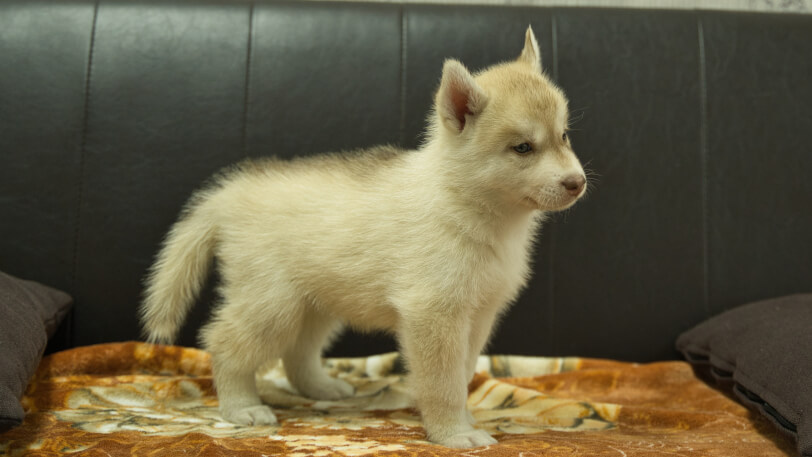 シベリアンハスキー子犬の写真No.202608213-5 8月28日現在