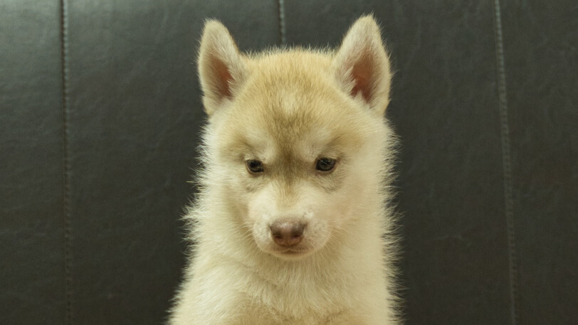 シベリアンハスキー子犬の写真No.202608213正面8月28日現在