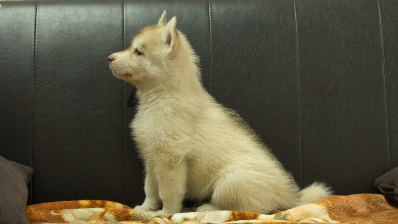 シベリアンハスキー子犬の写真No.202608213左側面8月28日現在