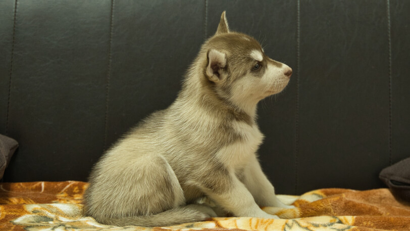 シベリアンハスキー子犬の写真No.202608215右側面8月28日現在