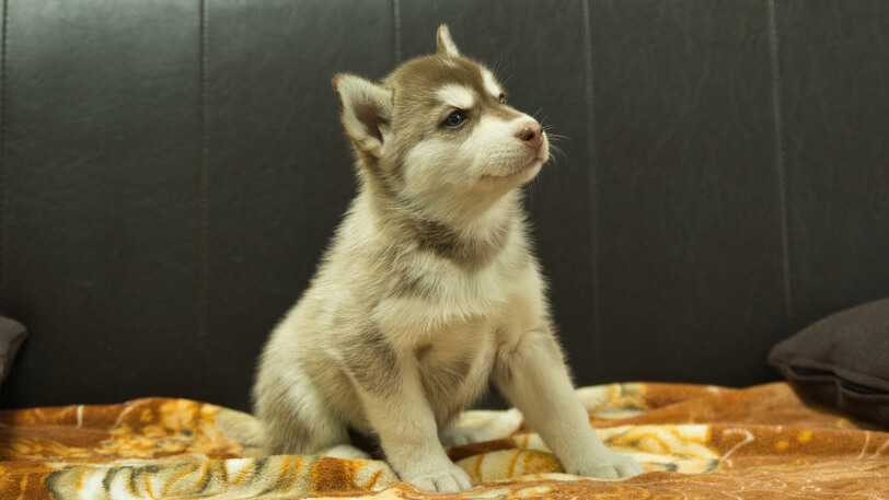 シベリアンハスキー子犬の写真No.202608215-5 8月28日現在