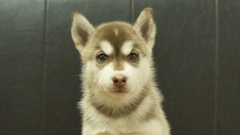 シベリアンハスキー子犬の写真No.202608215正面8月28日現在
