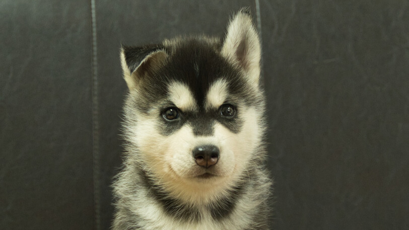 シベリアンハスキー子犬の写真No.202608211正面8月28日現在