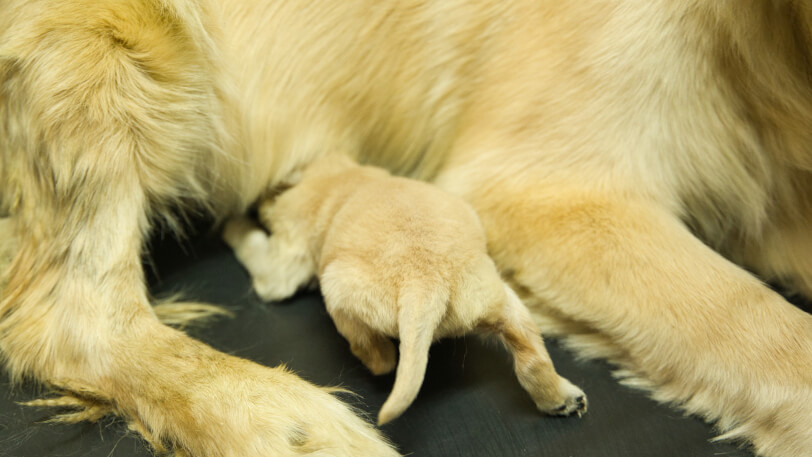 2026年7月15日生のゴールデンレトリーバーの子犬
