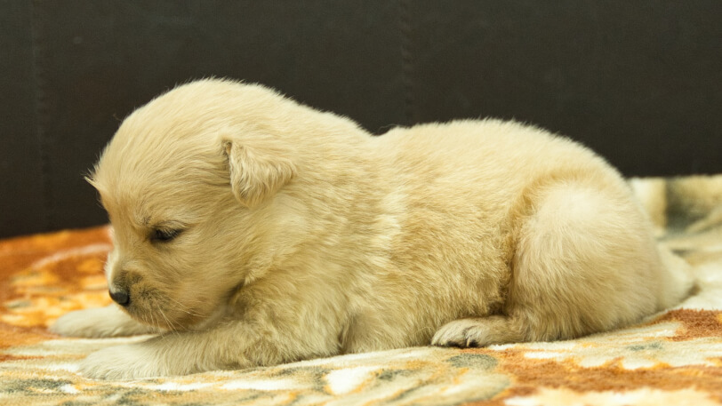 ゴールデンレトリーバーの子犬の写真No.202607151左側面8月9日現在