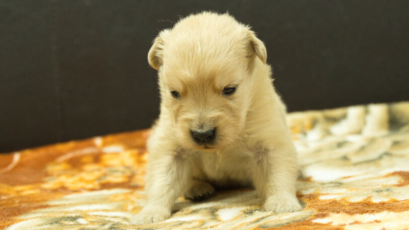 ゴールデンレトリーバーの子犬の写真No.202607151正面8月9日現在