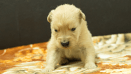 ゴールデンレトリーバーの子犬の写真No.202607151正面8月9日現在