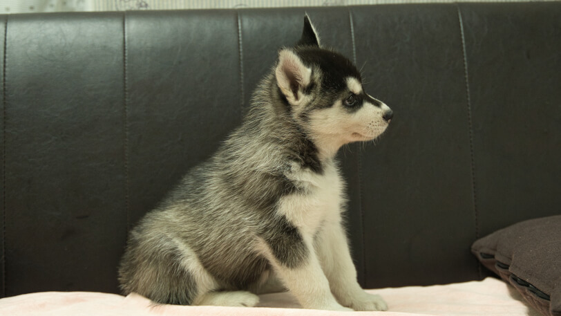 シベリアンハスキー子犬の写真No.202608211右側面9月4日現在
