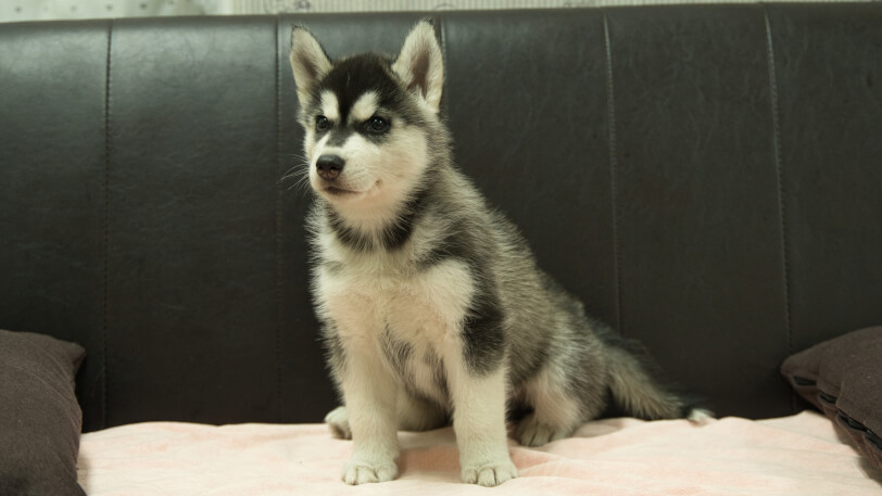 シベリアンハスキー子犬の写真No.202608211-4 9月4日現在