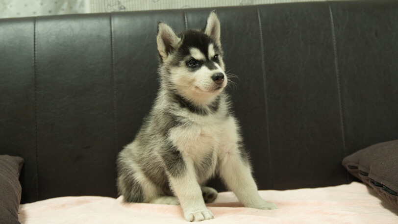 シベリアンハスキー子犬の写真No.202608211-5 9月4日現在