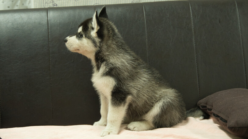 シベリアンハスキー子犬の写真No.202608211左側面9月4日現在