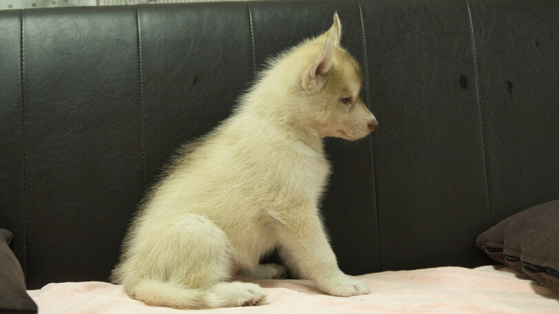 シベリアンハスキー子犬の写真No.202607213右側面9月4日現在