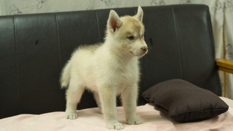 シベリアンハスキー子犬の写真No.202607213-5 9月4日現在