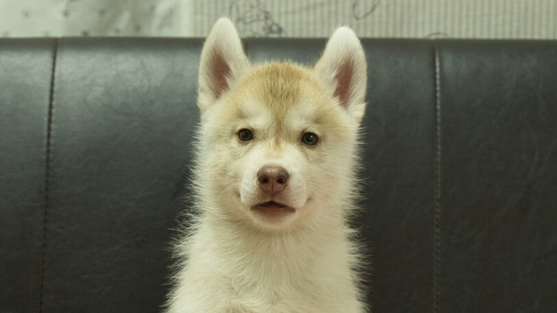 シベリアンハスキー子犬の写真No.202607213正面9月4日現在