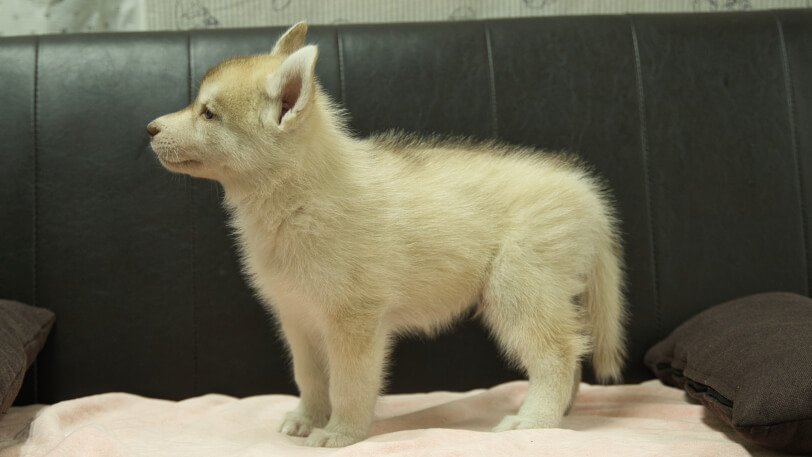 シベリアンハスキー子犬の写真No.202607213左側面9月4日現在