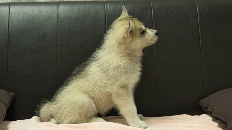 シベリアンハスキー子犬の写真No.202607214右側面9月4日現在