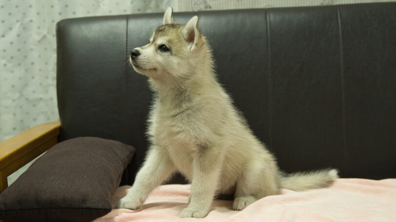 シベリアンハスキー子犬の写真No.202607214-4 9月4日現在