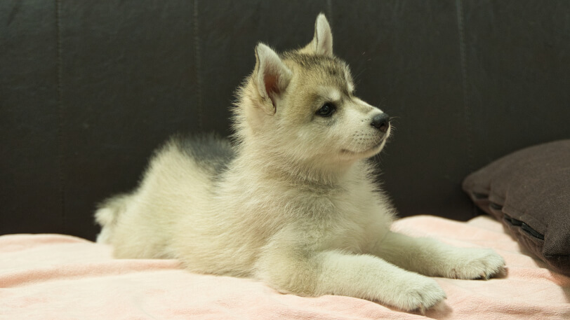シベリアンハスキー子犬の写真No.202607214-5 9月4日現在