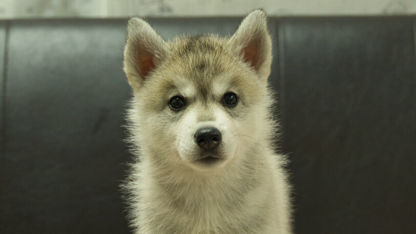 シベリアンハスキー子犬の写真No.202607214正面9月4日現在