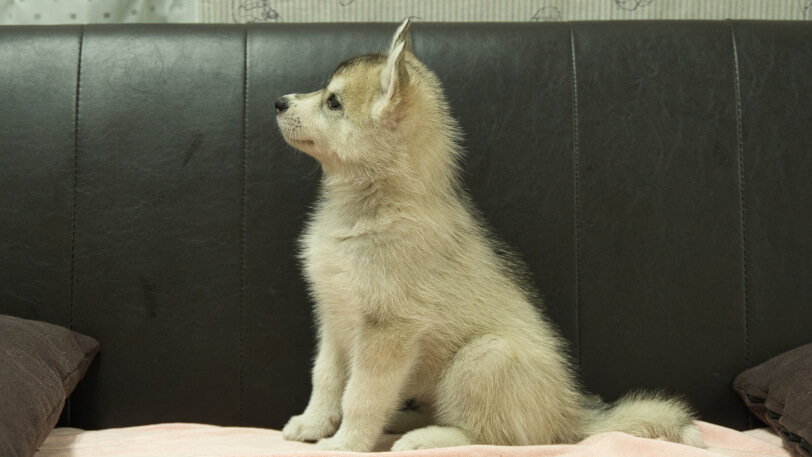 シベリアンハスキー子犬の写真No.202607214左側面9月4日現在