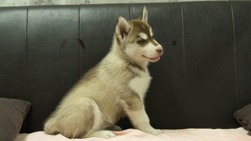 シベリアンハスキー子犬の写真No.202607215右側面9月4日現在