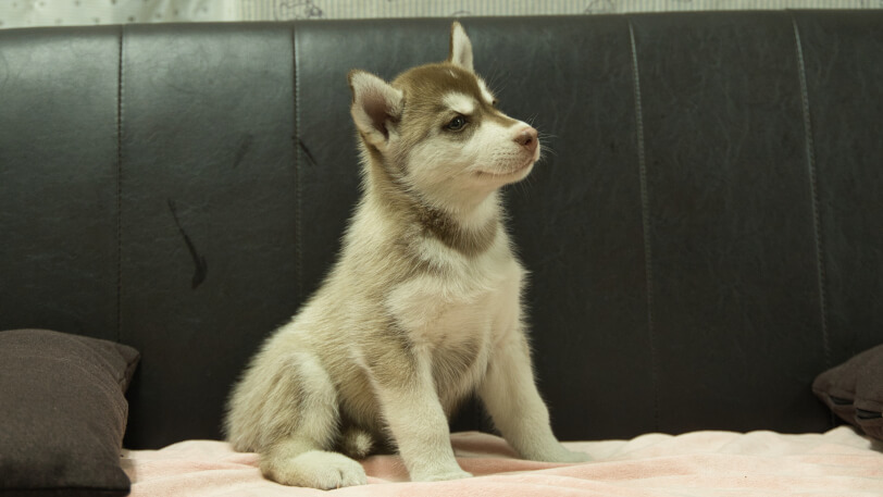 シベリアンハスキー子犬の写真No.202607215-5 9月4日現在