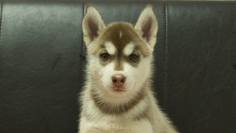 シベリアンハスキー子犬の写真No.202607215正面9月4日現在