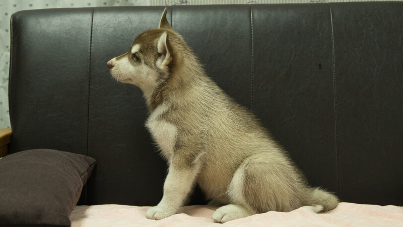 シベリアンハスキー子犬の写真No.202607215左側面9月4日現在